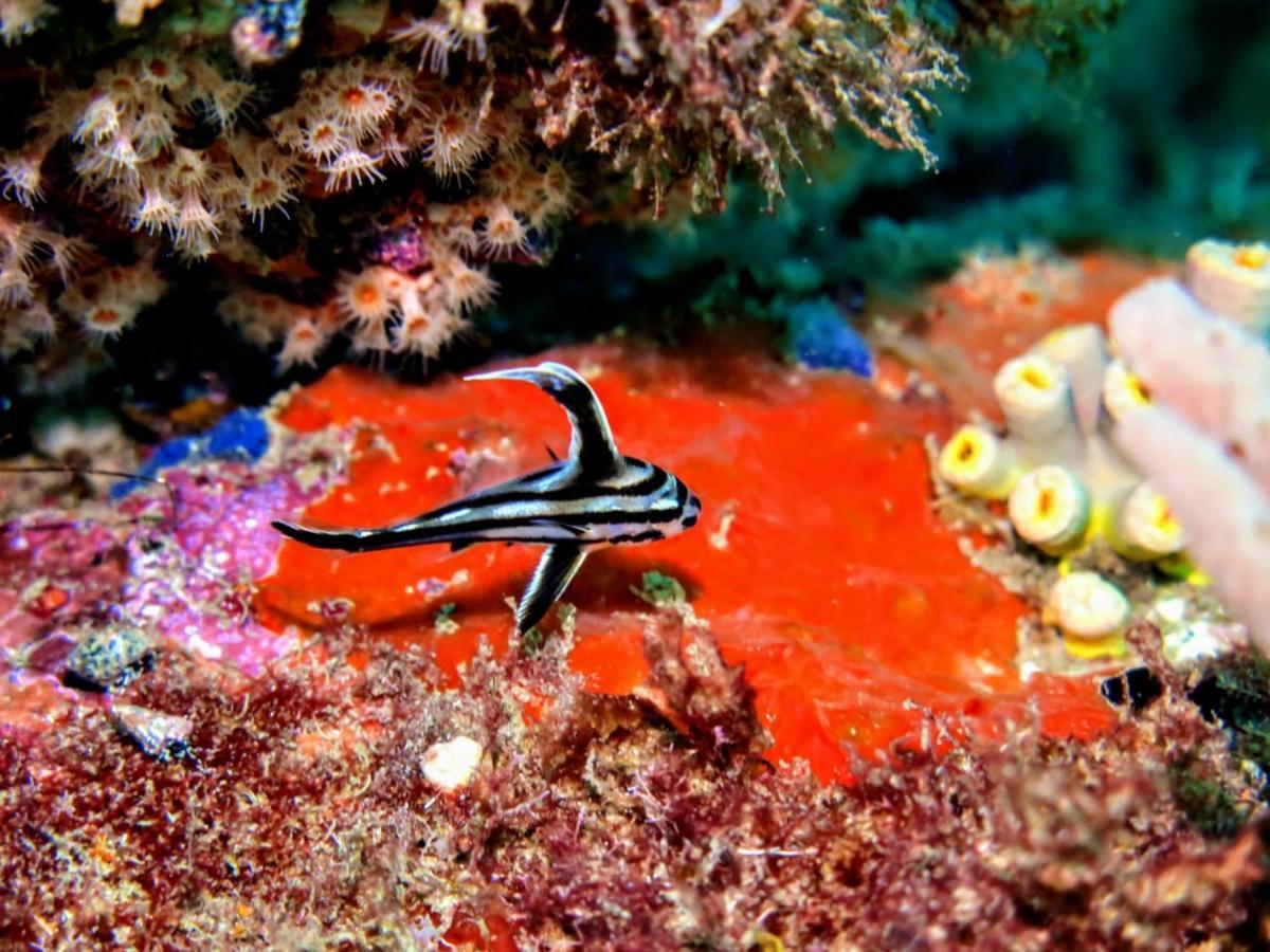 Pousada E Mergulho Dolce Vita Praia Vermelha  ภายนอก รูปภาพ